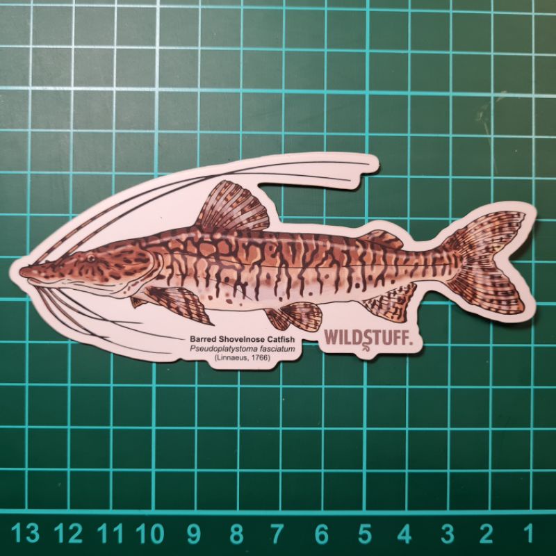 

STICKER BARRED SHOVELNOSE CF PSEUDOPLATYSTOMA FASCIATUM