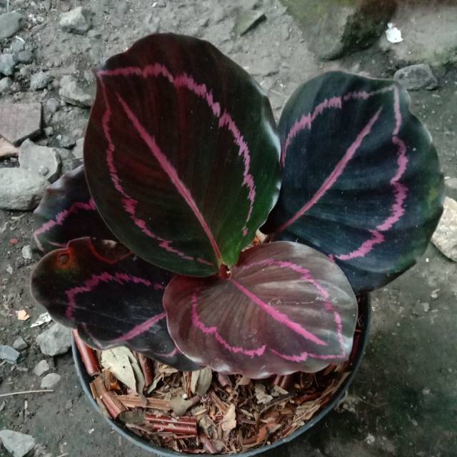 calathea black lipstick