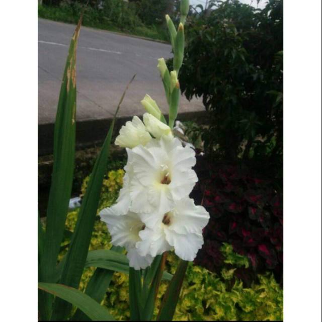 Plant bunga gladiol