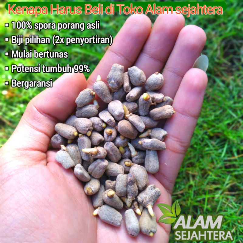 BUNGA PORANG| SPORA PORANG SUPER 1 KG (gratis ongkir)
