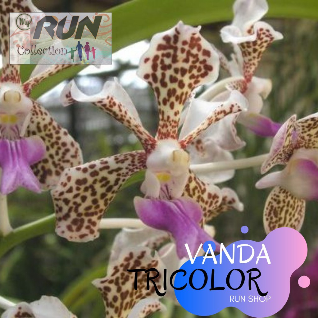 Anggrek VANDA TRICOLOUR tricolor dewasa SIANG BUNGA