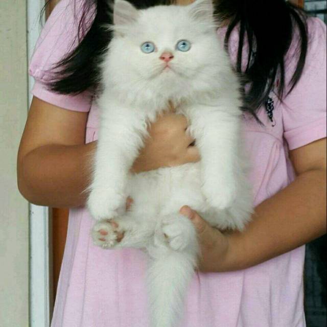 Kucing kitten persia
