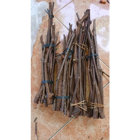 cutting so4    rootstock