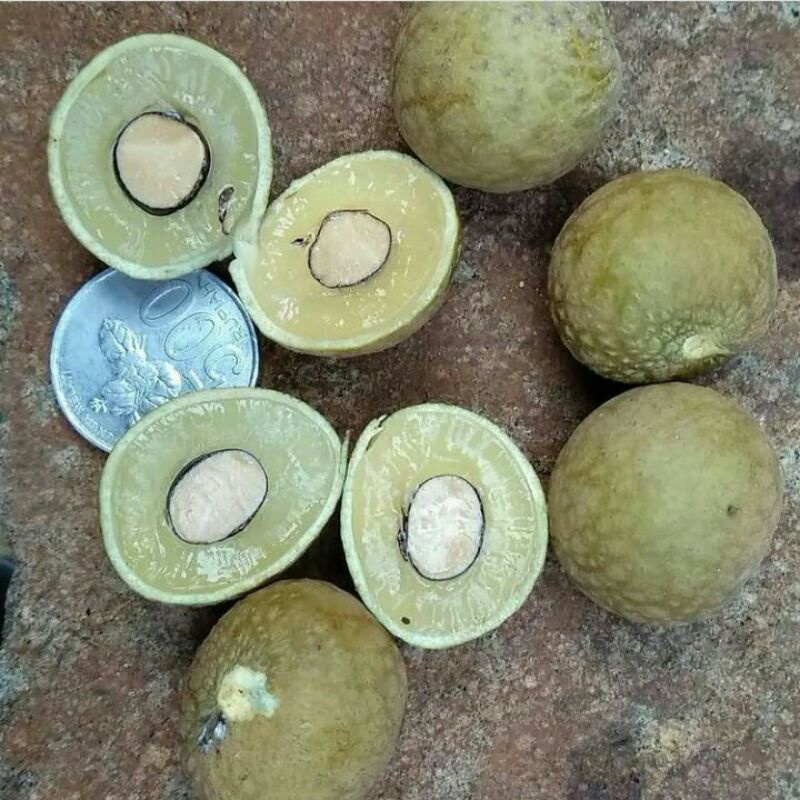 Bibit Kelengkeng Kateki Termurah