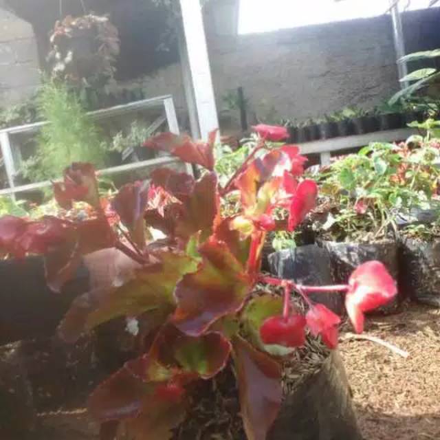 Tanaman hias begonia merah-begonia bunga merah