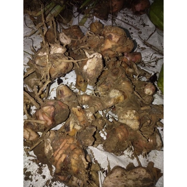 

Laos/Lengkuas Fresh 150 gr