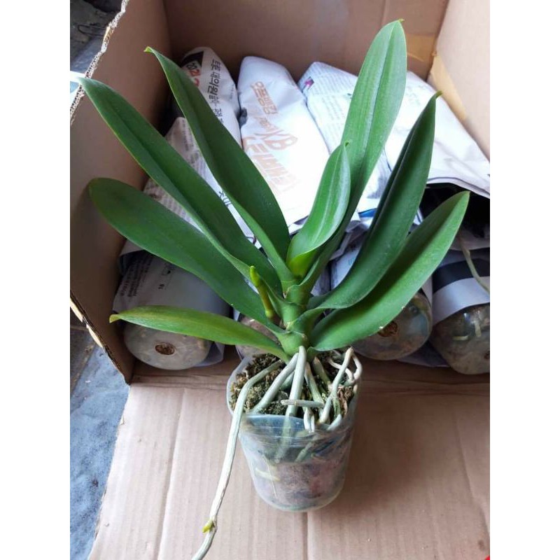 ( COD ) Anggrek Bulan Dewasa Jumbo Spike Knop Besar Raksaksa Murah No id Siap Berbunga Hybrid Taiwan