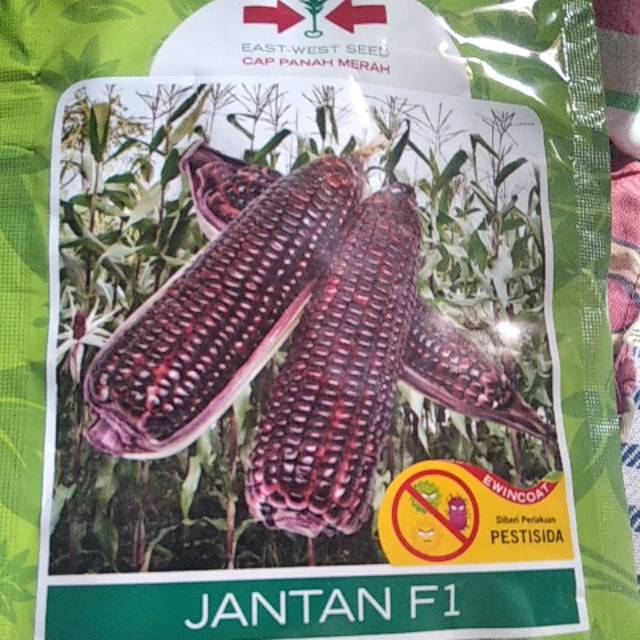 Benih jagung ketan ungu jantan F1