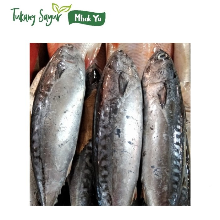 

Ikan tongkol segar ukuran sedang 500gr