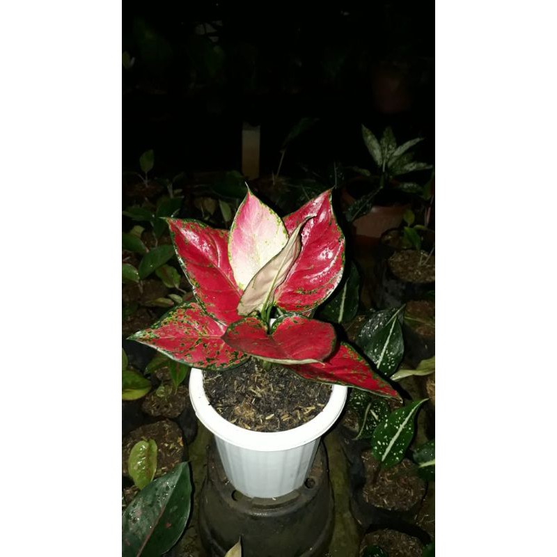 aglonema red anjamani indukan