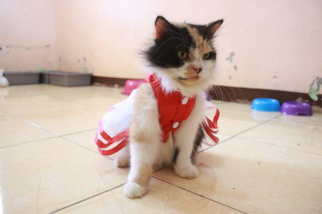 Dress shanghai merah satin untuk imlek 2019 baju kucing murah size S M L XL