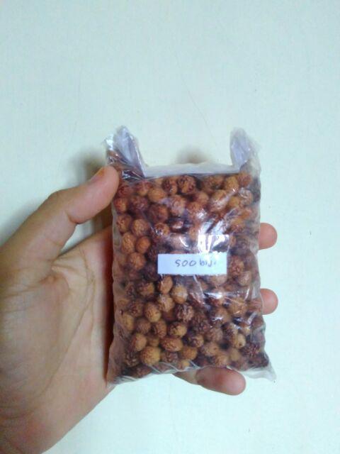 10 Benih Biji Pohon Bidara Arab