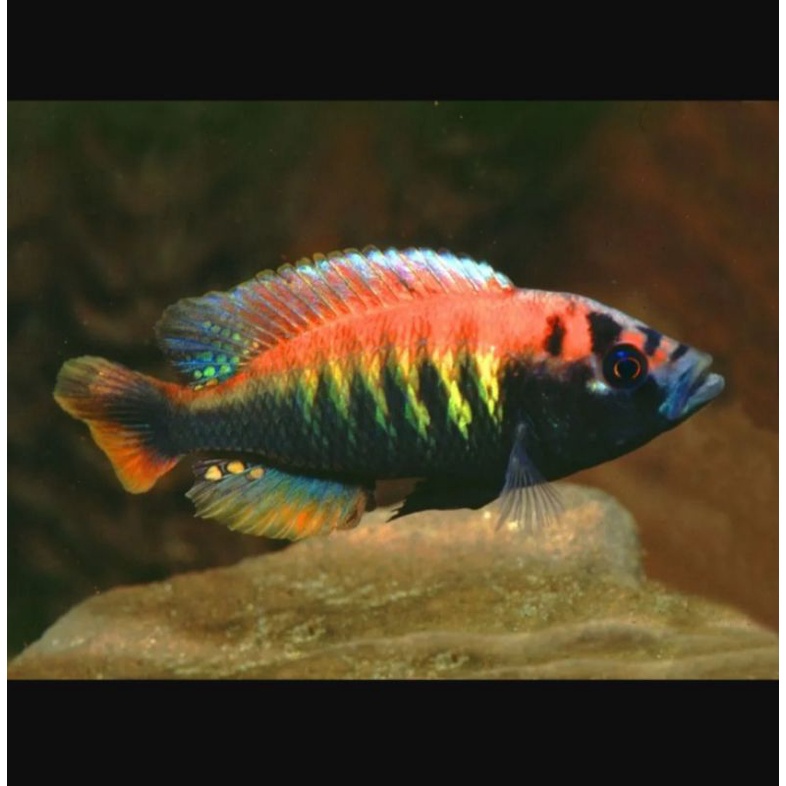 Ikan Hias African Cichlid Pundamilia Nyererei.
