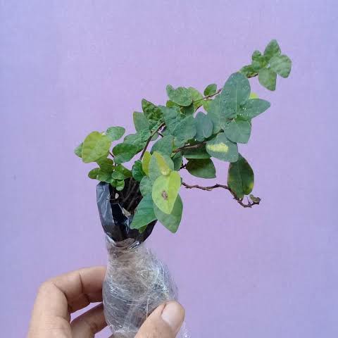 TANAMAN HIAS DOLAR DAUN KECIL / POHON HIAS DOLAR DAUN KECIL / TANAMAN DOLAR DAUN KECIL