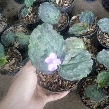 calathea merak - tanaman calathea merak - calatea merak