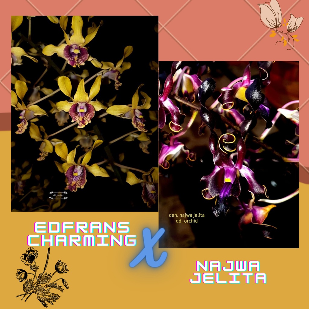 DD Orchid Seedling Dendrobium Edfrans Charming X Najwa Jelita