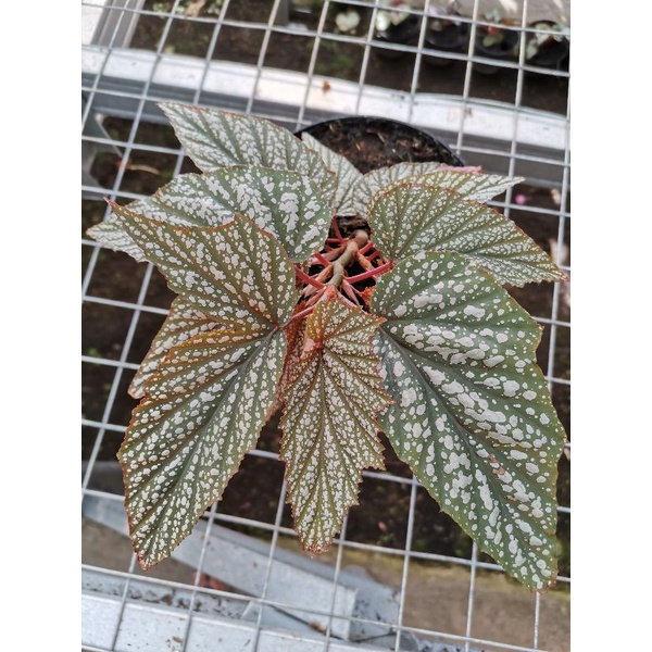 tanaman hias begonia polkadot putih