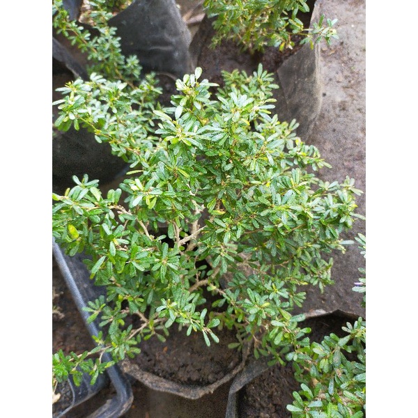 Saeng Simbur Super Mikro Vietnam/ Saeng Simbur Super Micro Vietnam