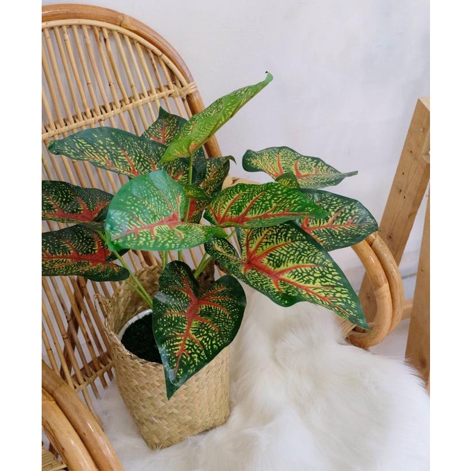 Tanaman Keladi Merah Plastik / Palsu