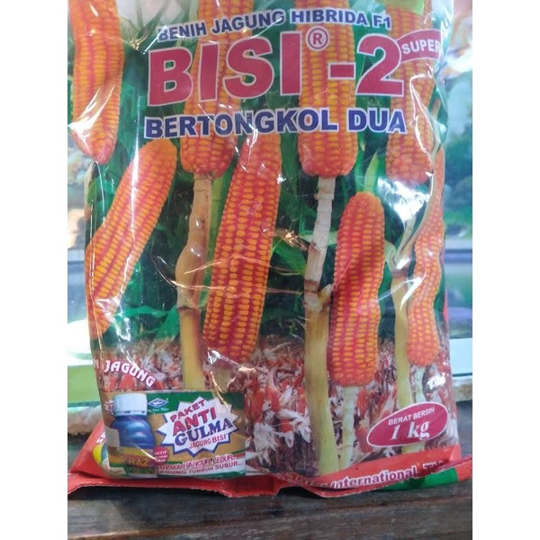 JAGUNG BISI 2