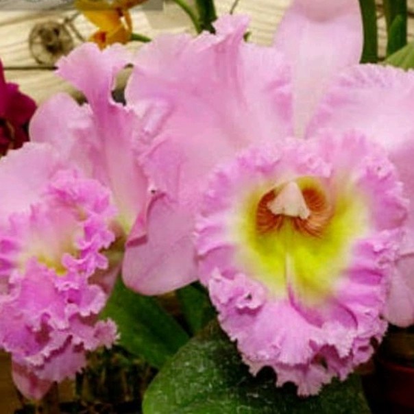 Pohon Anggrek Cattleya Dewasa Bunga Pink Muda Siap Spike