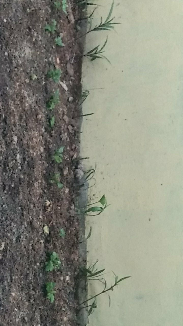 Tanaman Hias Bibit Bunga Krisan Paket 65 Pcs