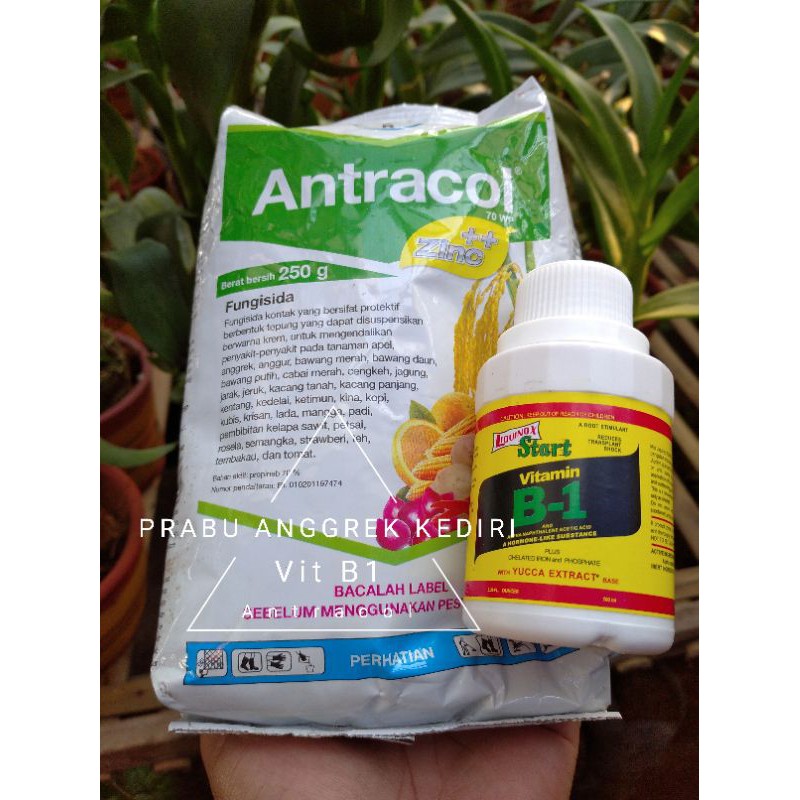 PAKET ANTRACOL dan Vitamin B1 Start Liquinox original