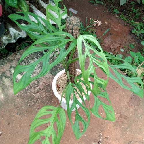 TANAMAN JANDA BOLONG JUMBO BUNGA MONSTERA JANDA BOLONG