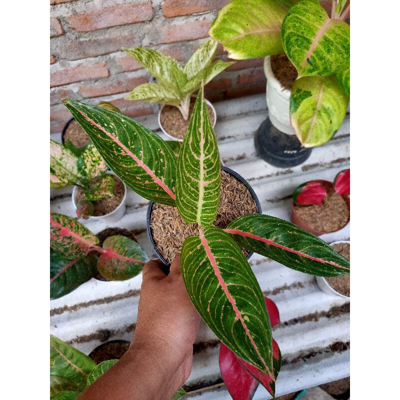 aglonema legacy hijau