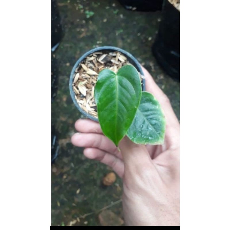 Anthurium veitchii ory ( baby )