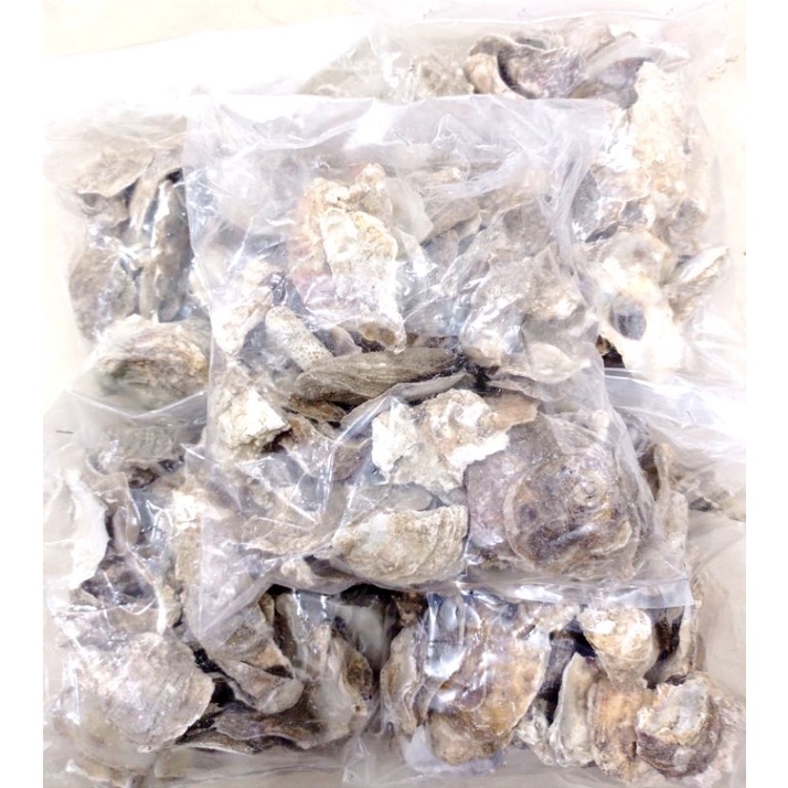 Media filter aquarium Kerang Oyster 500gr