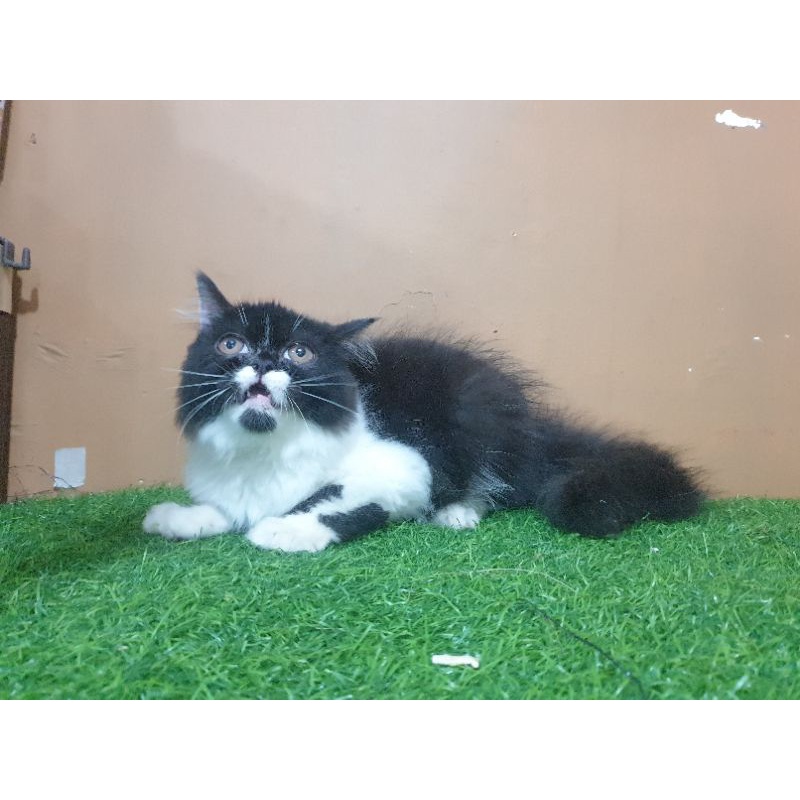 Jual Kitten Persia Flatnose Jantan