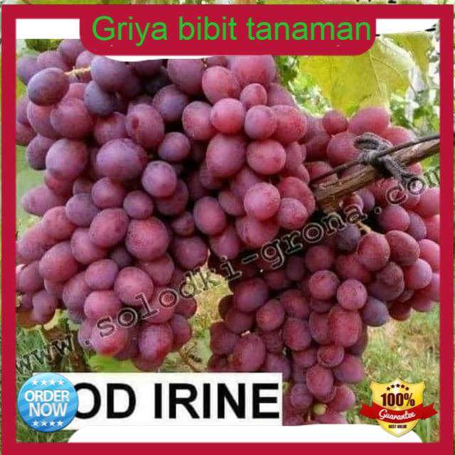 Bibit anggur jenis pood irine
