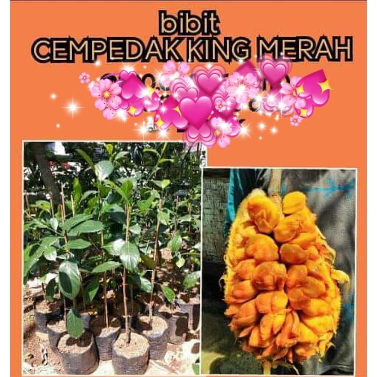 bibit cempedak king  merah