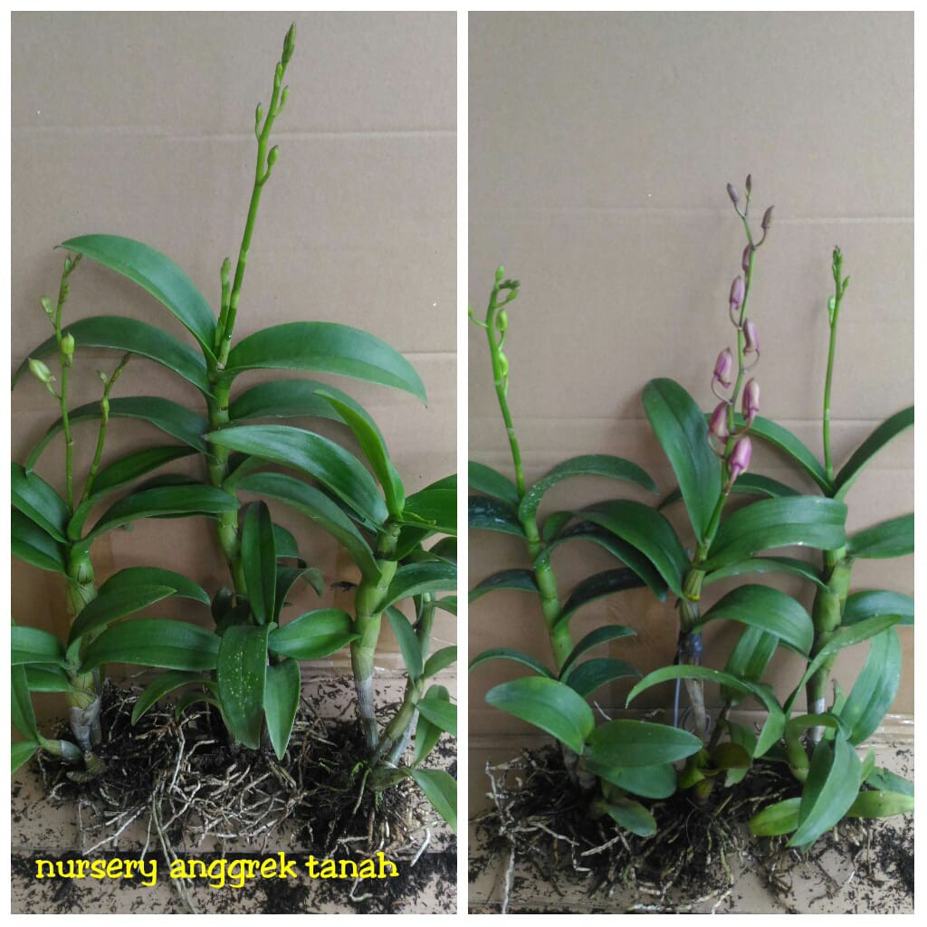Terkeren 12 Bunga Anggrek Layu Sebelum Mekar  Gambar 