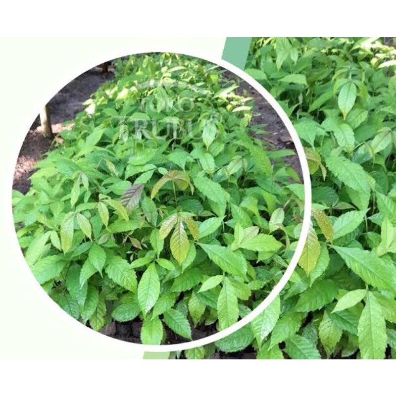 

Jual daun laban fresh murah 200gram