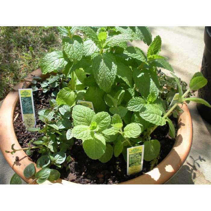 

isi 50 Biji Benih Bibit Daun Mint Herbal Import UK Inggris Murah
