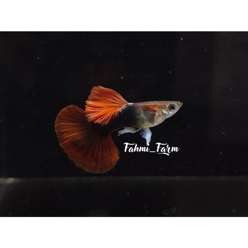 hb red rosetail