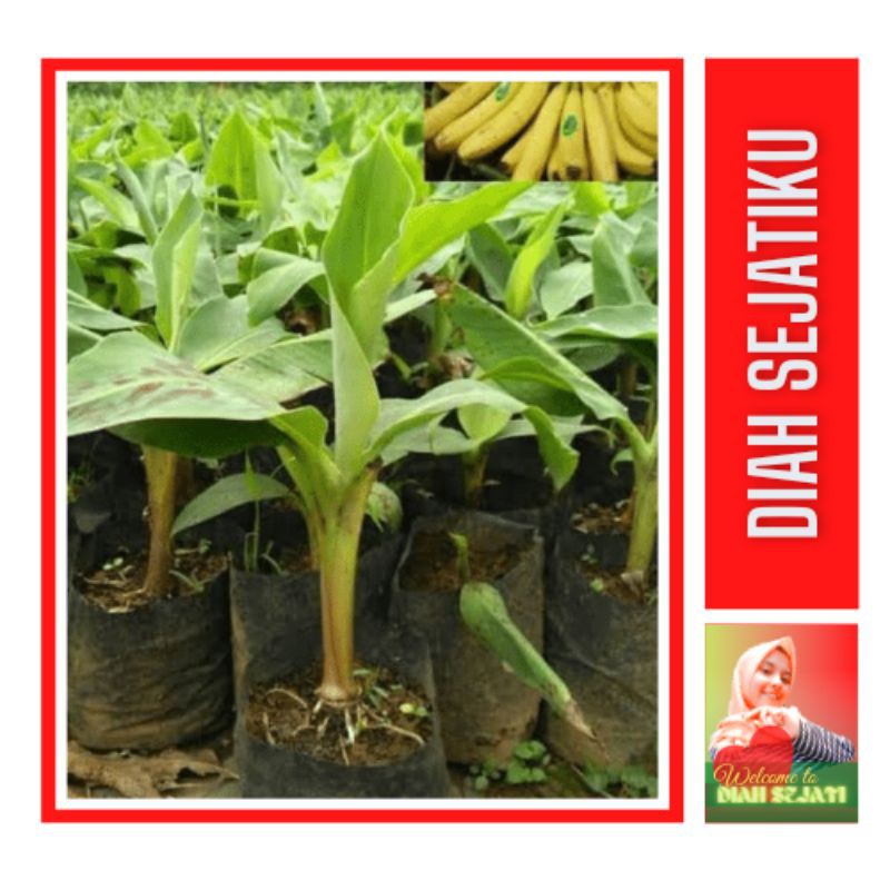 Bibit Pisang Cavendish Super