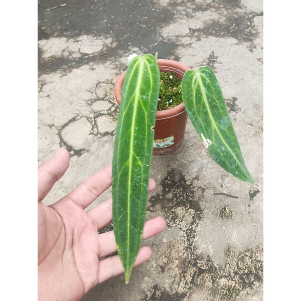 Anthurium Waroqueanum ekonomis