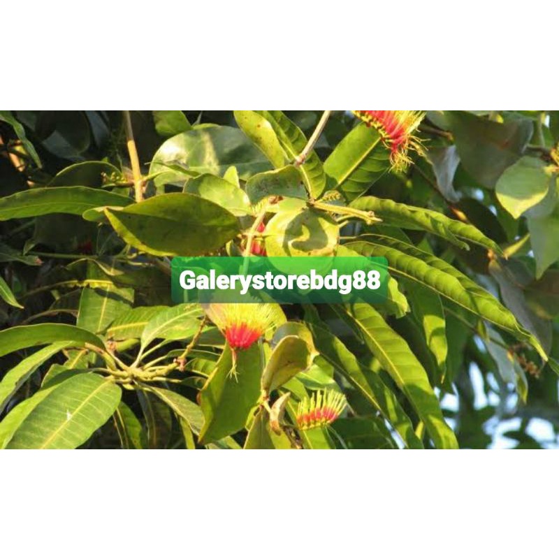 

Benalu mangga segar 1 kg petik langsung-az