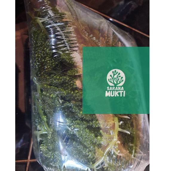 

Promo HnW Anggur laut/ Green Caviar/ Latoh/ Lawi lawi/ Sea Grapes (Caulerpa Sp.) Produk@bagus