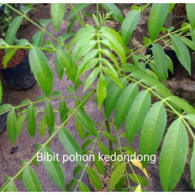 Bibit pohon buah kedondong/Tanaman buah kedondong