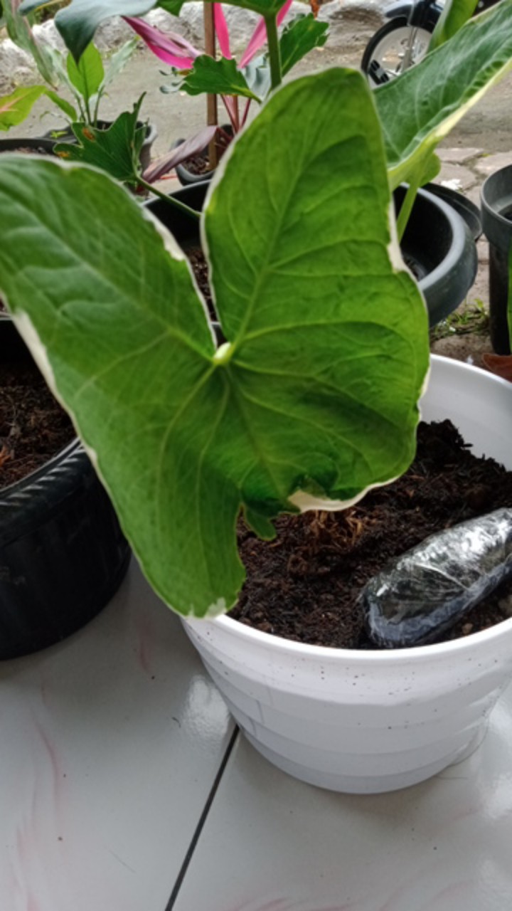 Tanaman Hias Keladi Kantong Semar