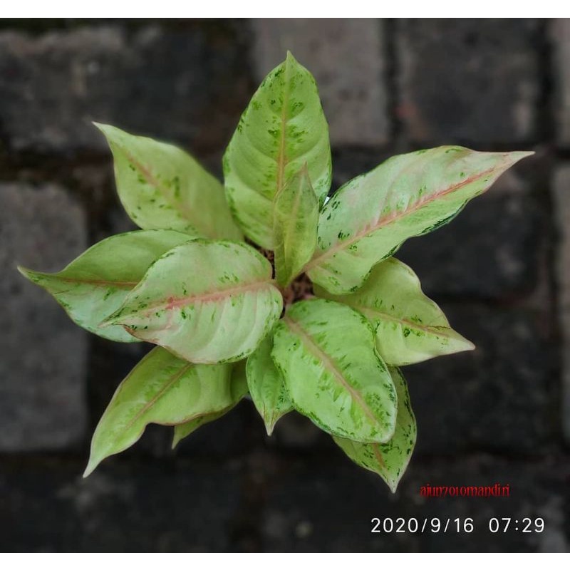 Aglonema Cinderella/Frozen