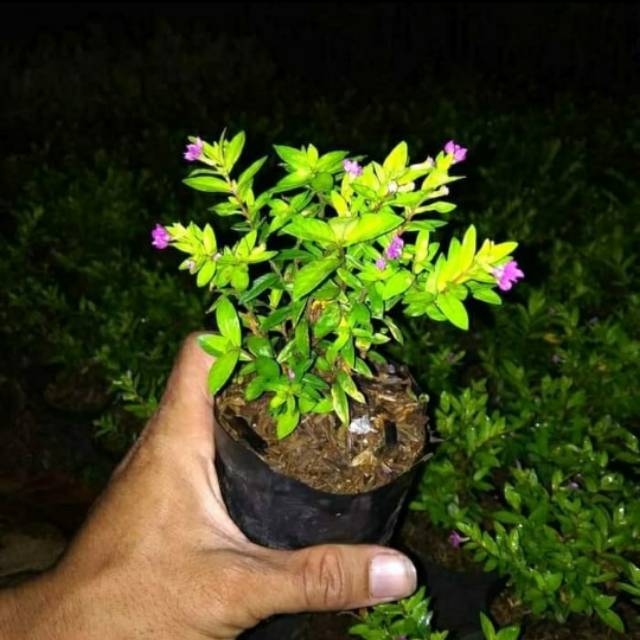 Tanaman hias taiwan bunga ungu - taiwan beuthy bunga ungu