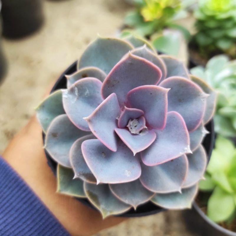 tanaman hias kaktus sukulen paket isi 6pcs