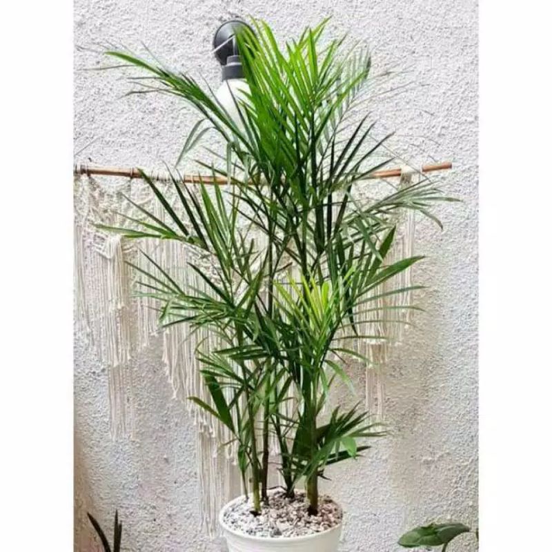 Tanaman hias palem komodoria - palem komodoria - bibit pohon palem