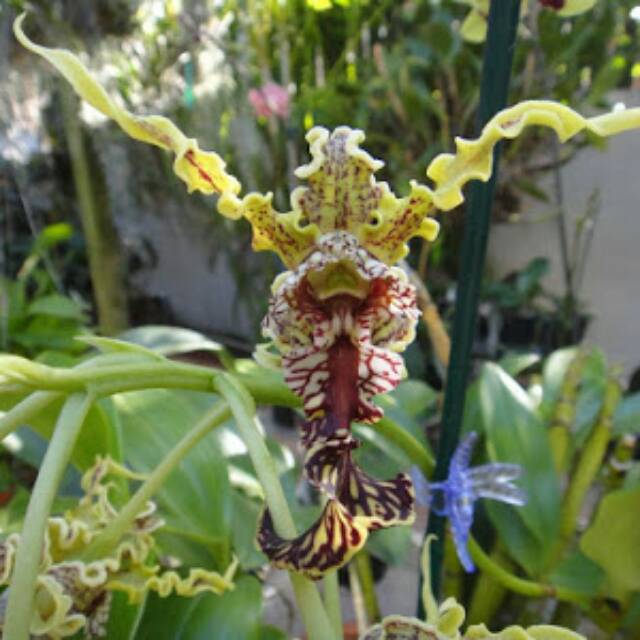 Seedling Anggrek Spectabile Shopee Indonesia Seedling Anggrek Spectabile Shopee Indonesia