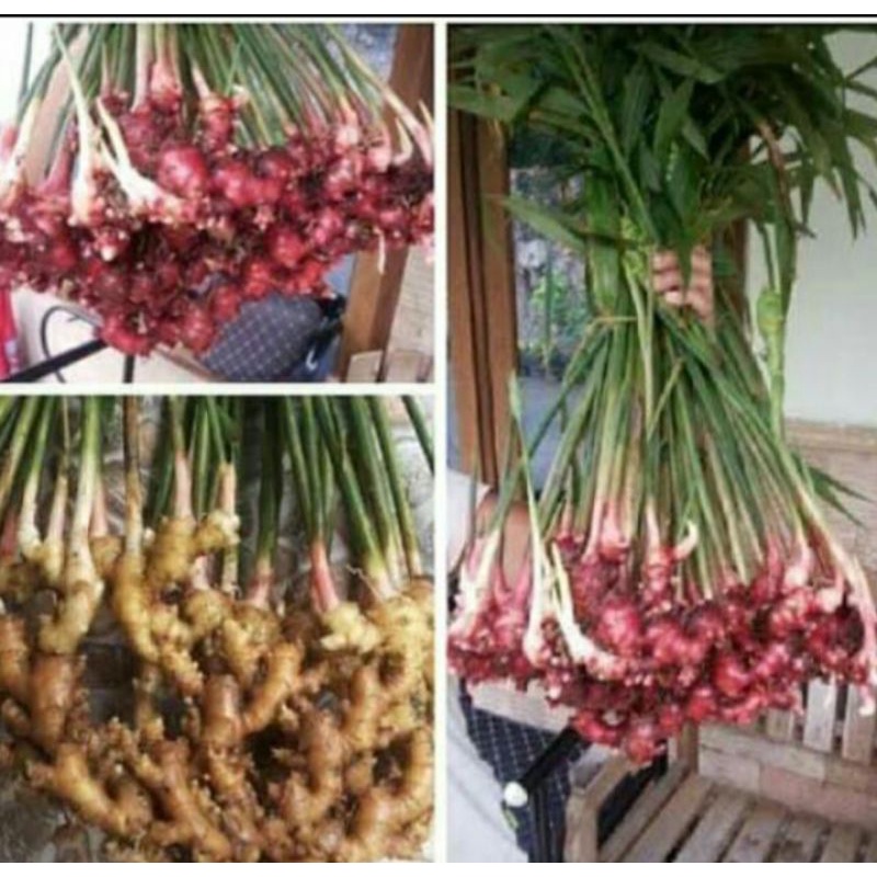 

Jahe Merah, Jahe Emprit